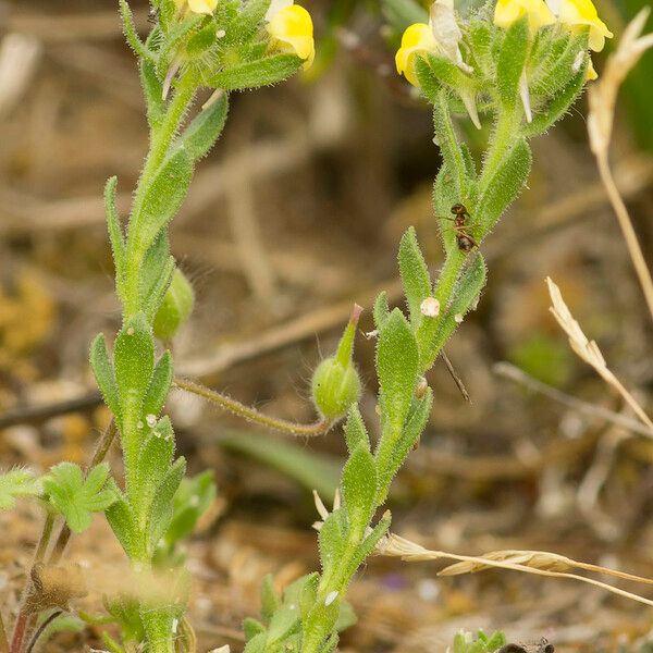 Linaria arenaria Övriga