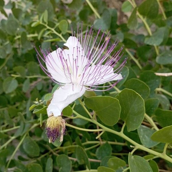 Capparis spinosa Blüte