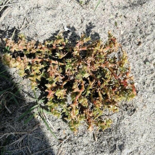 Sedum litoreum Leaf