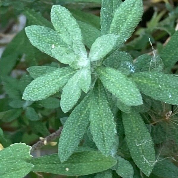 Odontarrhena muralis Blatt