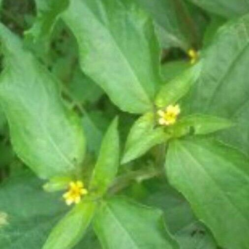 Calyptocarpus vialis Leaf