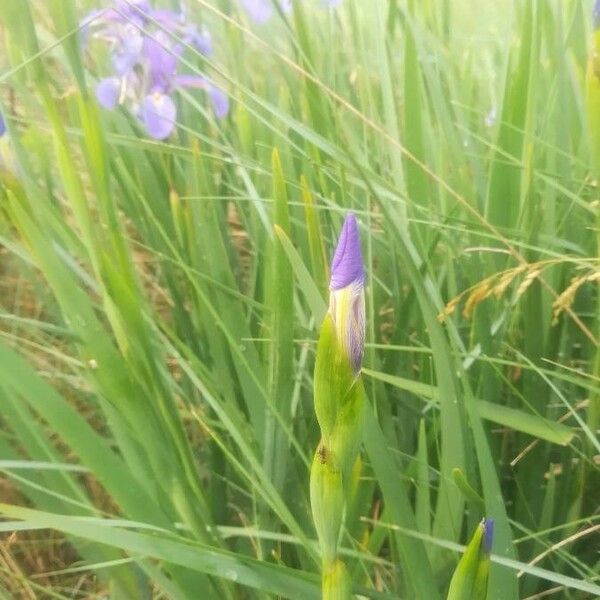 Iris versicolor ഇല