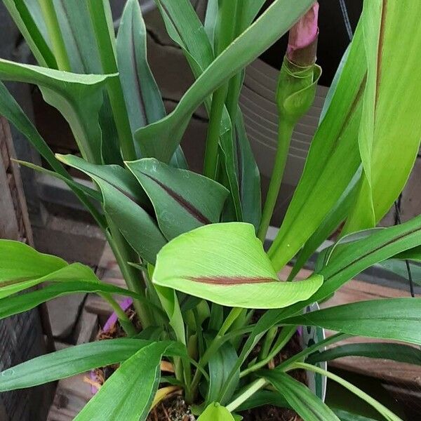 Curcuma alismatifolia Habit