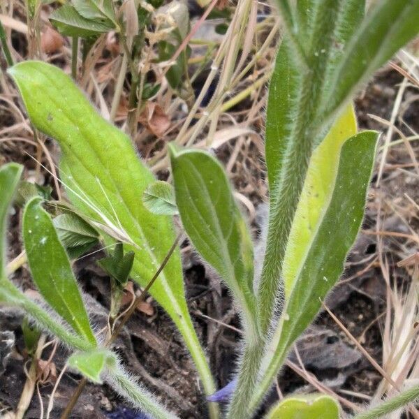 Echium plantagineum Folio