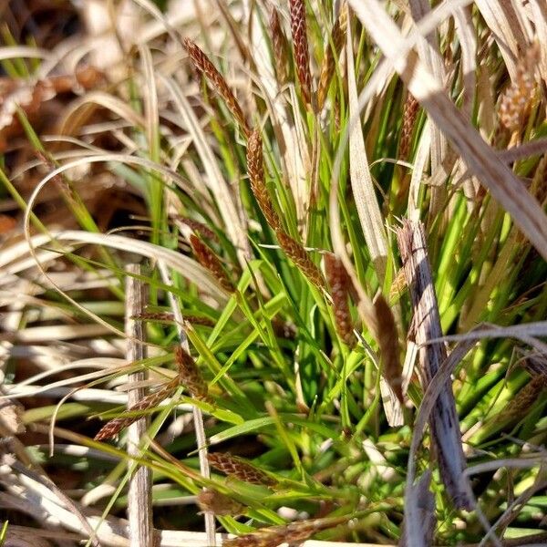 Carex pensylvanica Flower