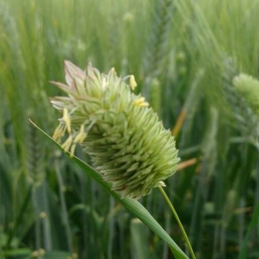 Phalaris minor Flower