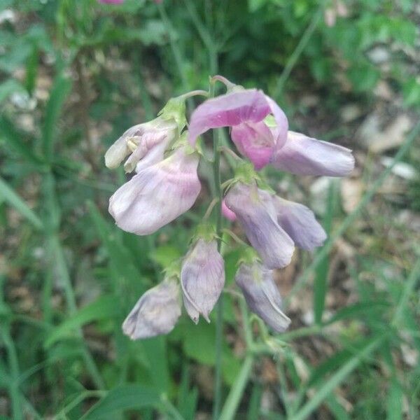 Lathyrus heterophyllus Lorea