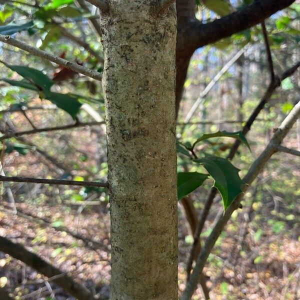 Ilex opaca Cortiza