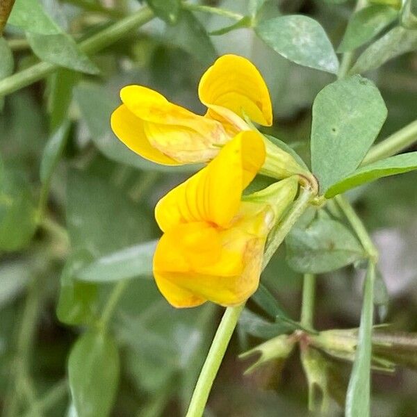 Lotus tenuis Flower