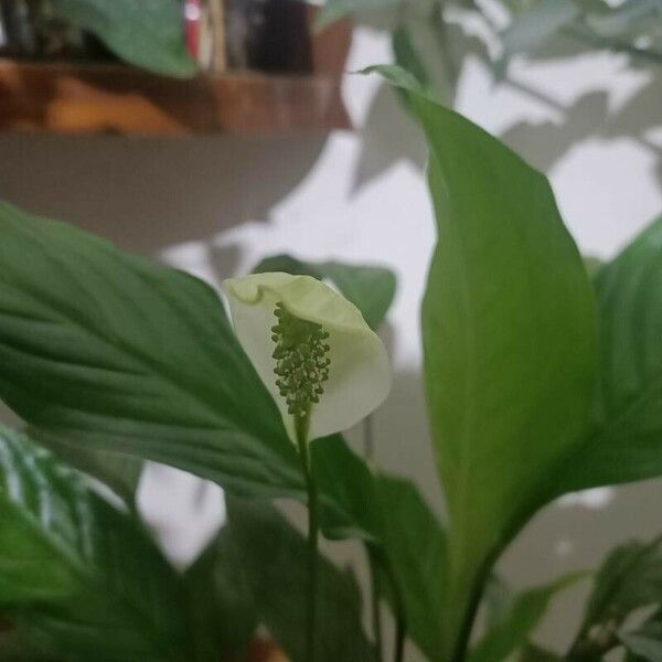 Spathiphyllum wallisii 花