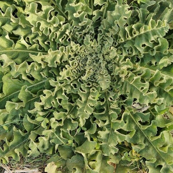 Verbascum sinuatum Blad