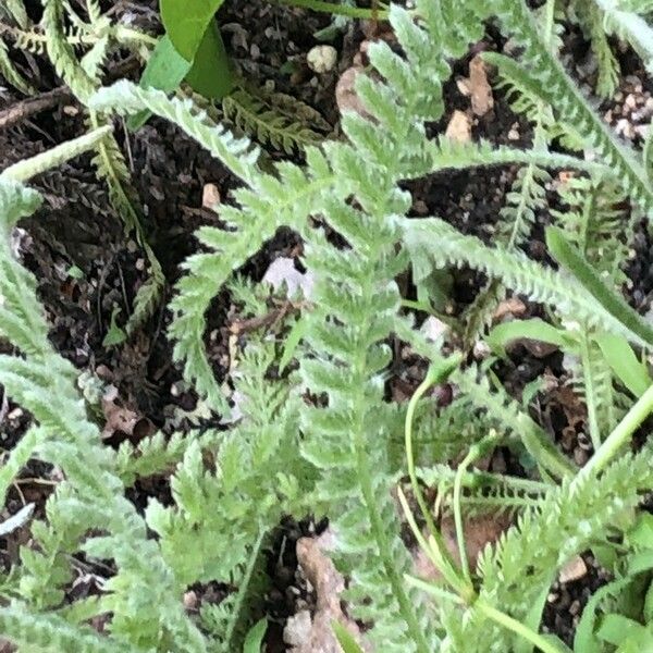 Achillea coarctata 葉