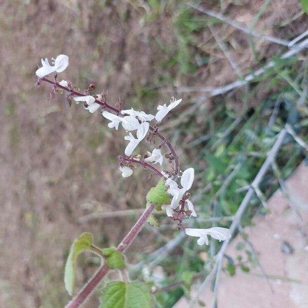 Plectranthus forsteri Λουλούδι