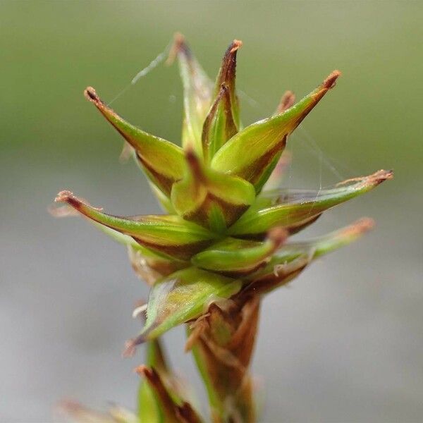 Carex echinata ഫലം