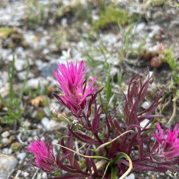 Castilleja parviflora 花