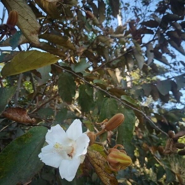 Luehea divaricata Flower