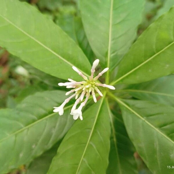 Rauvolfia serpentina Flower