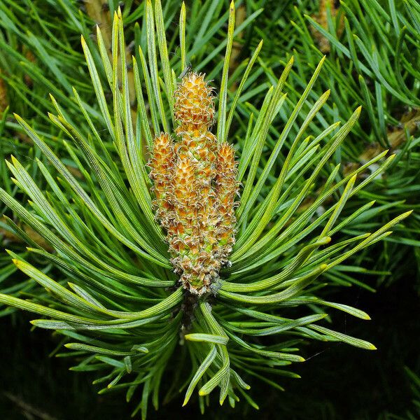 Pinus contorta Blomst