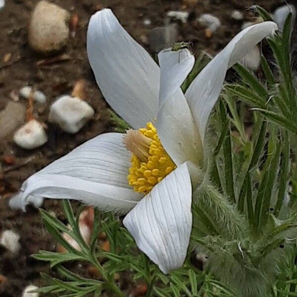 Pulsatilla alpina Blüte