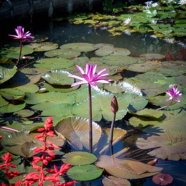 Nymphaea rubra Flor