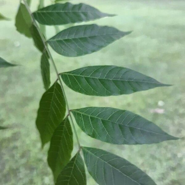 Pistacia chinensis Φύλλο