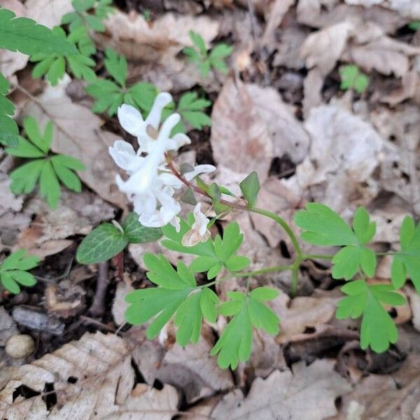 Corydalis cava Yaprak