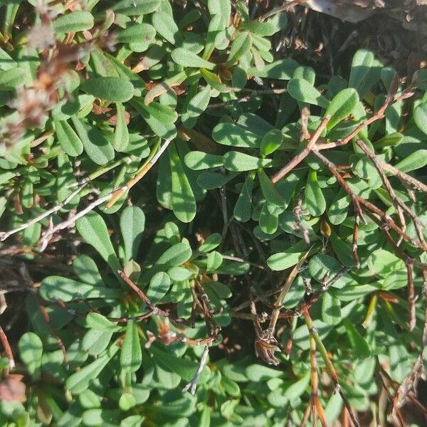 Limonium virgatum Leaf