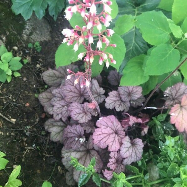 Heuchera sanguinea Yeri