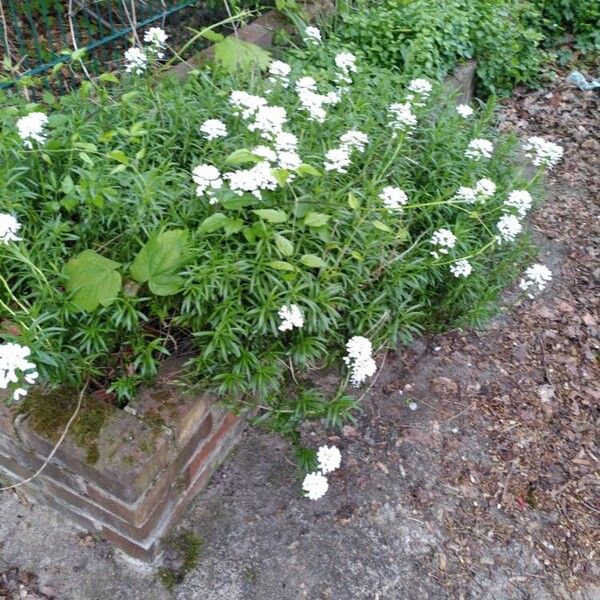 Iberis sempervirens عادت