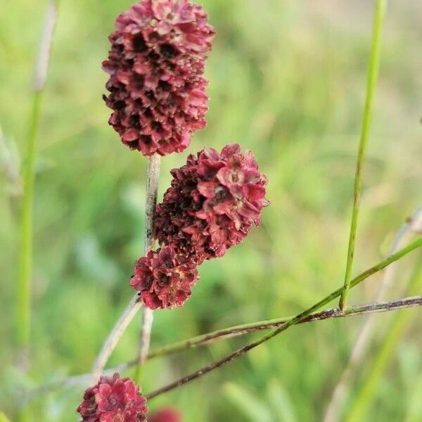 Sanguisorba officinalis Flor