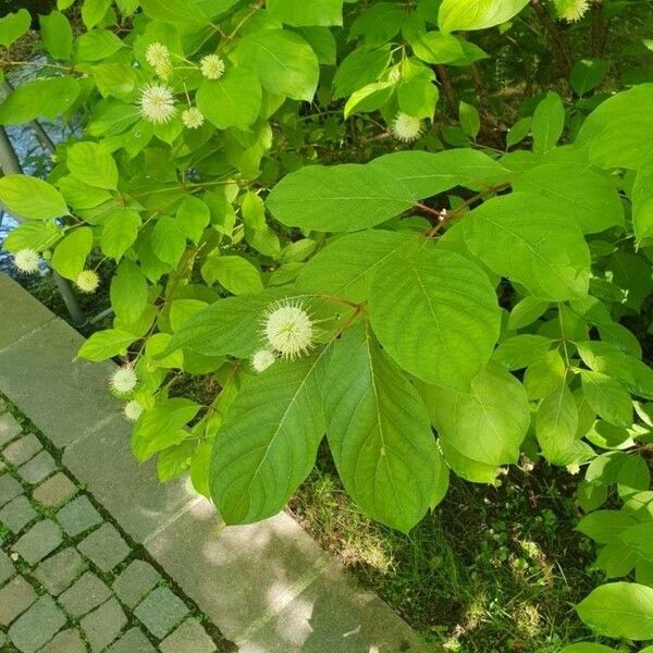 Cephalanthus occidentalis 花