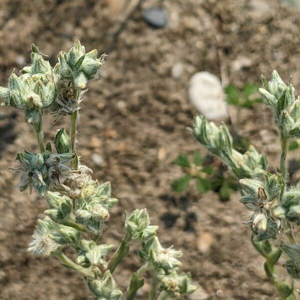 Filago arvensis Flower