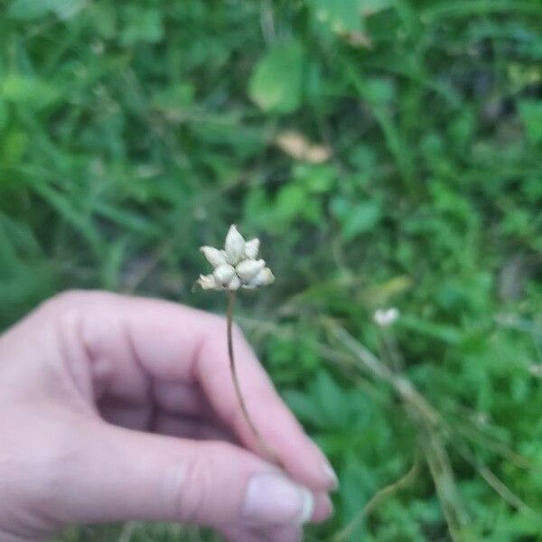 Allium canadense Floare