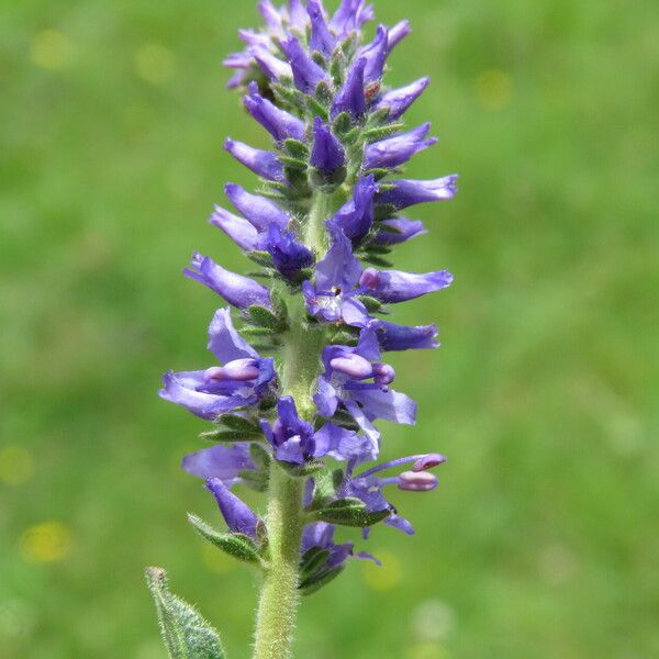 Veronica spicata Kwiat