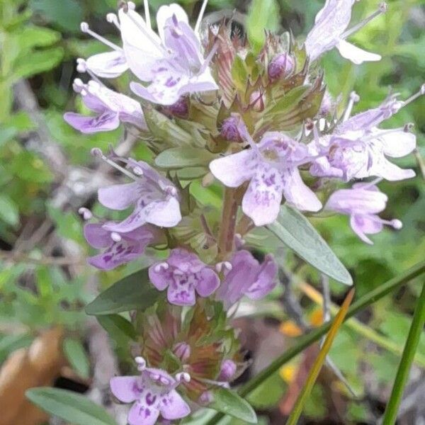 Thymus pulegioides Kvet