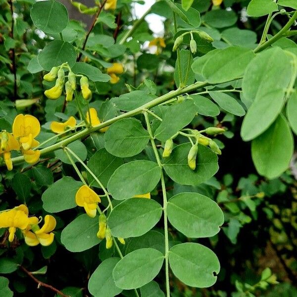 Colutea arborescens Blüte