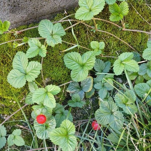 Potentilla indica عادت داشتن