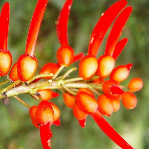 Erythrina globocalyx Cvet