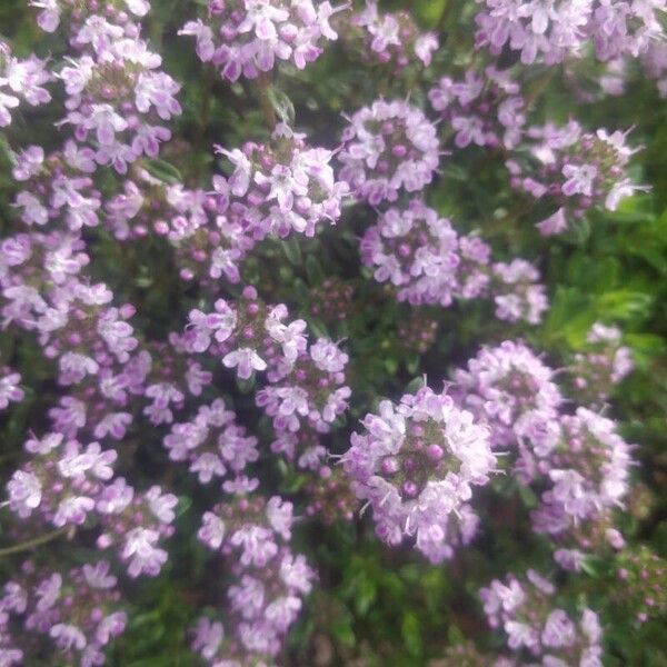 Thymus longicaulis Kukka