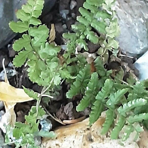 Dryopteris wallichiana Blatt