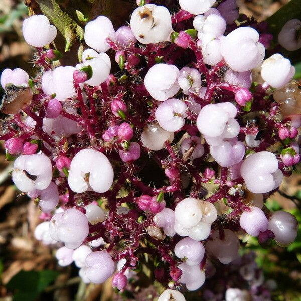 Urera baccifera Flower