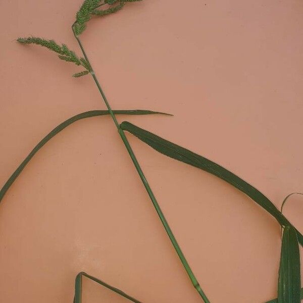 Eragrostis racemosa Цвят