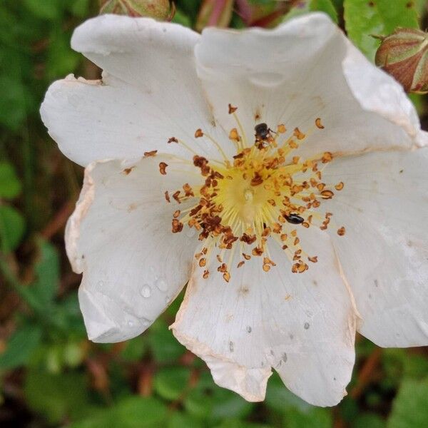 Rosa arvensis Kvet