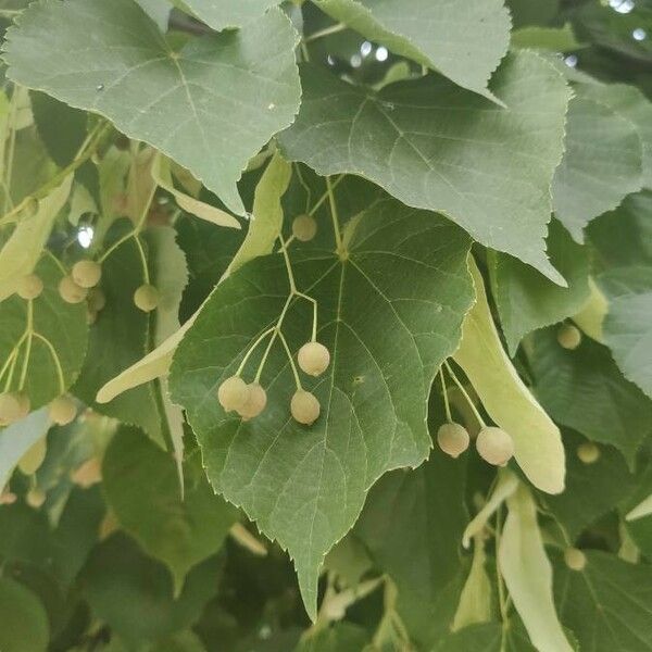 Tilia cordata Folha