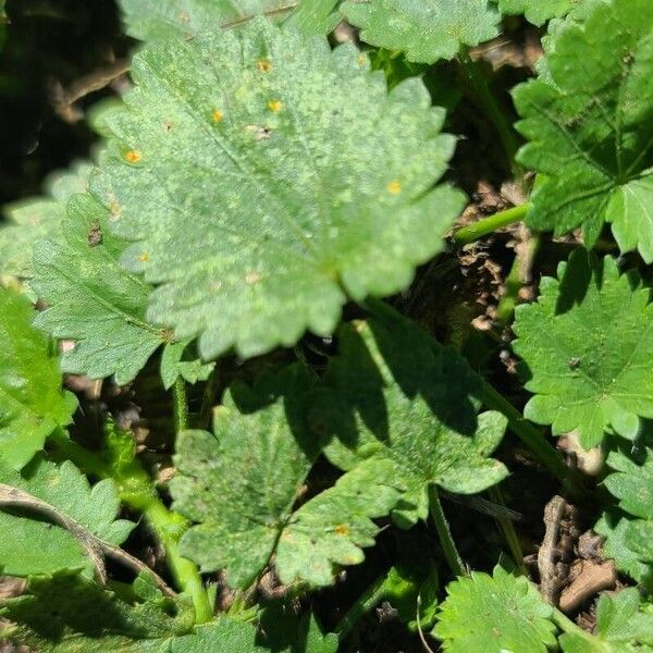 Modiola caroliniana Leaf