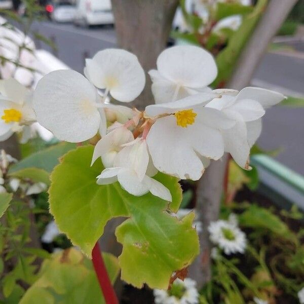 Begonia minor Blüte