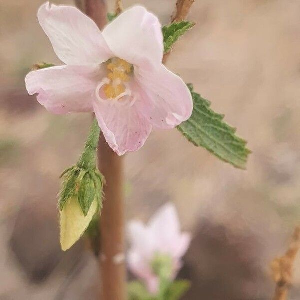 Hibiscus micranthus Цвят