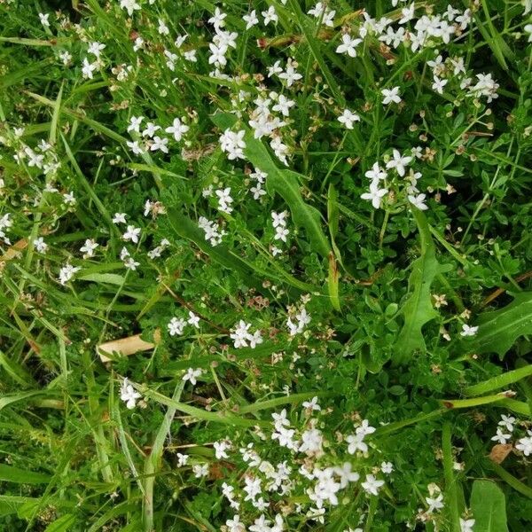 Galium saxatile Blomst