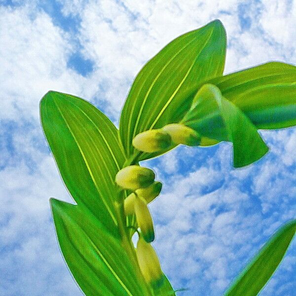 Polygonatum odoratum Кветка