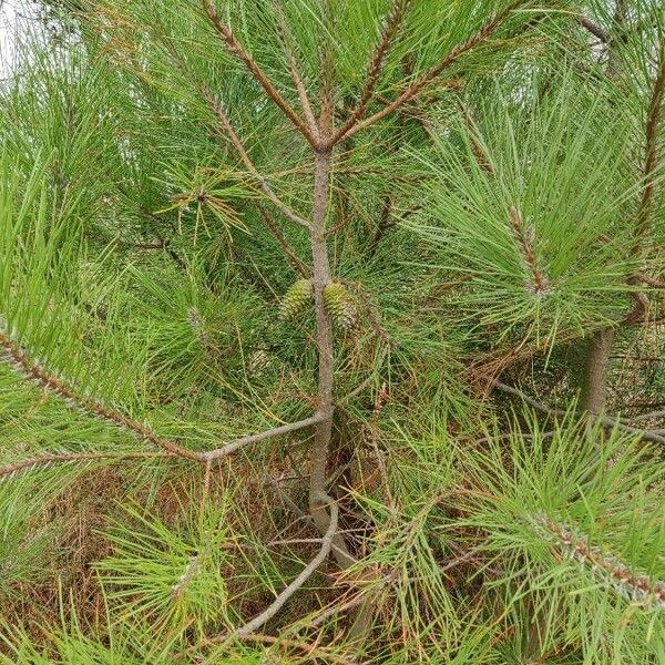 Pinus pinaster Alkat (teljes növény)